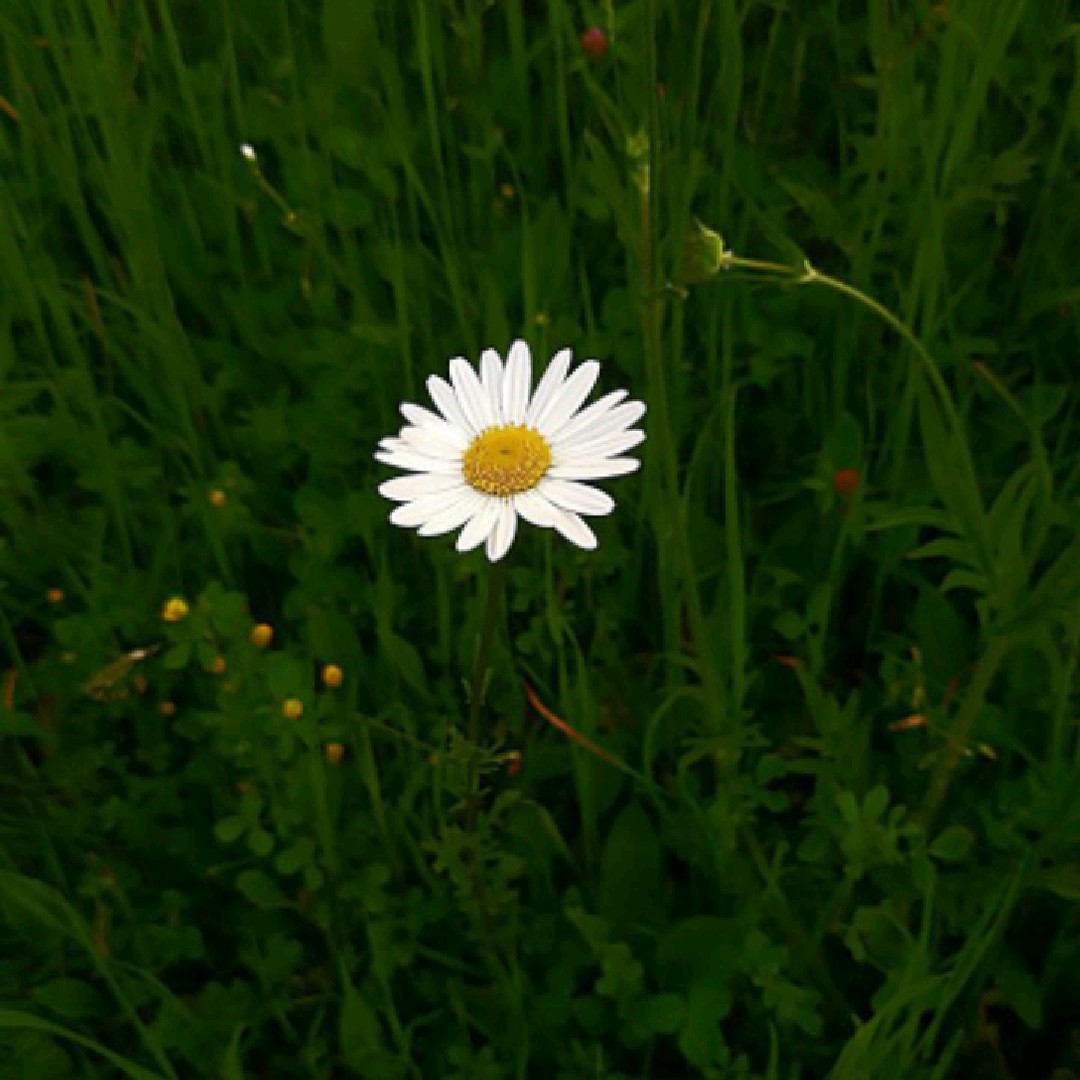 niurwa🌱