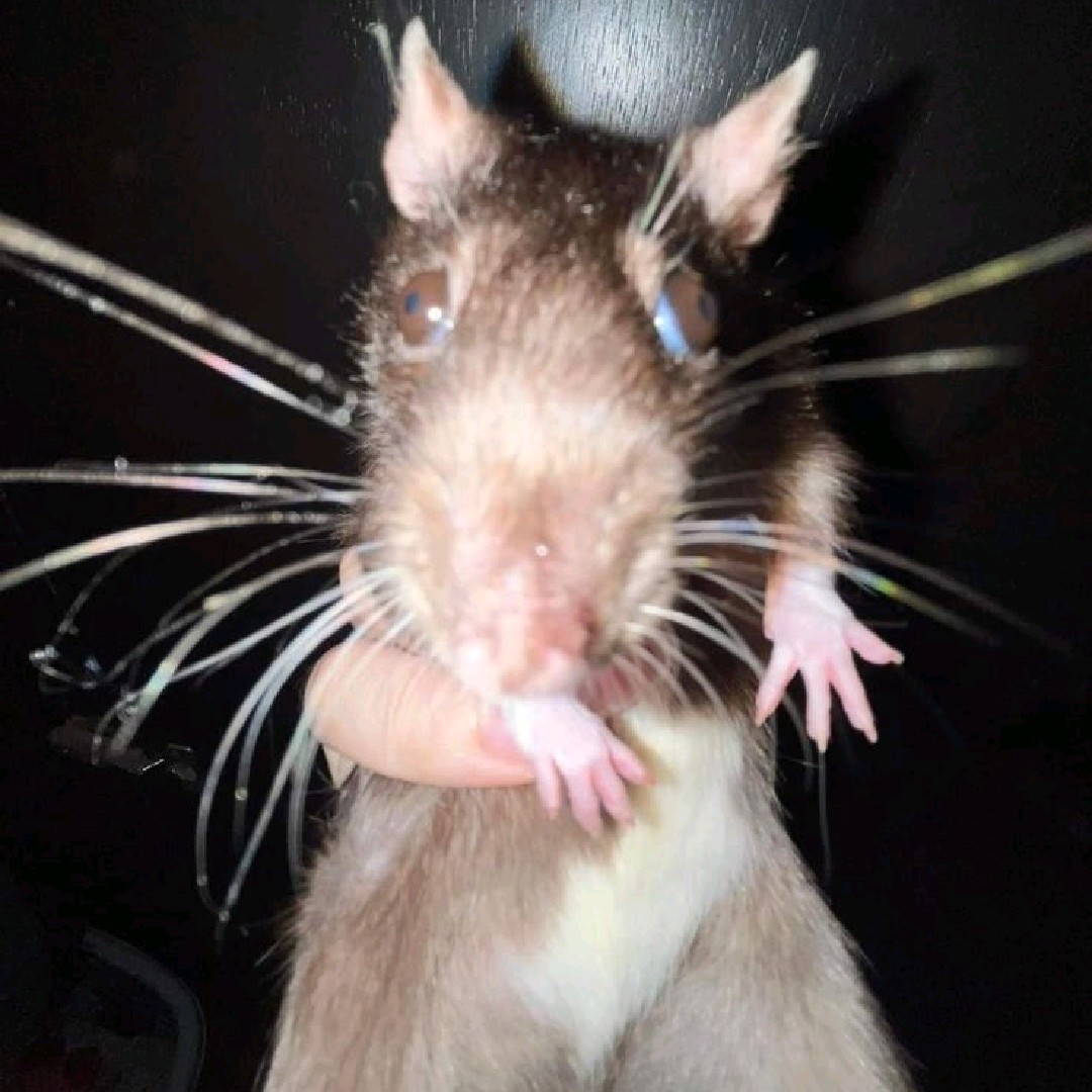 rat