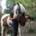 ✨️Pferdemädchen✨️🐴
