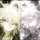sadiee