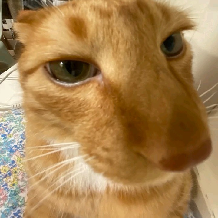 khondeehh