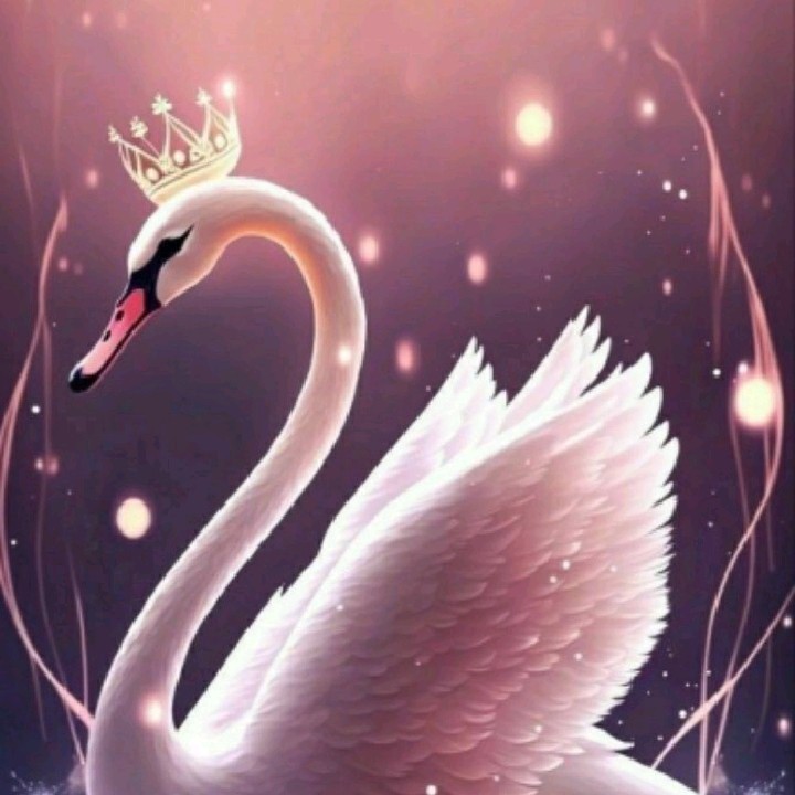 Swan {ER}