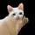Gatinho_Capcut