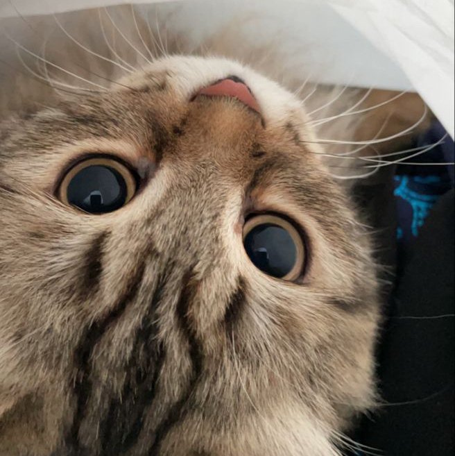 Leo🦁