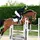 EC+T.showjumping