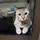 Mea Meaw