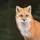 🦊PUPP3T🦊 