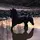 V.equestriannn