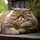 ヤス猫番長
