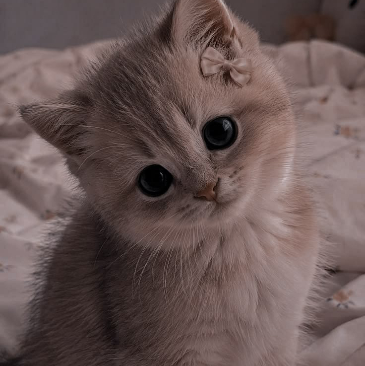 Necefli Sabina