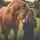 horse_ lover🎀🦄