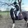 monty_the_pony