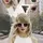 Taylor swift lover13