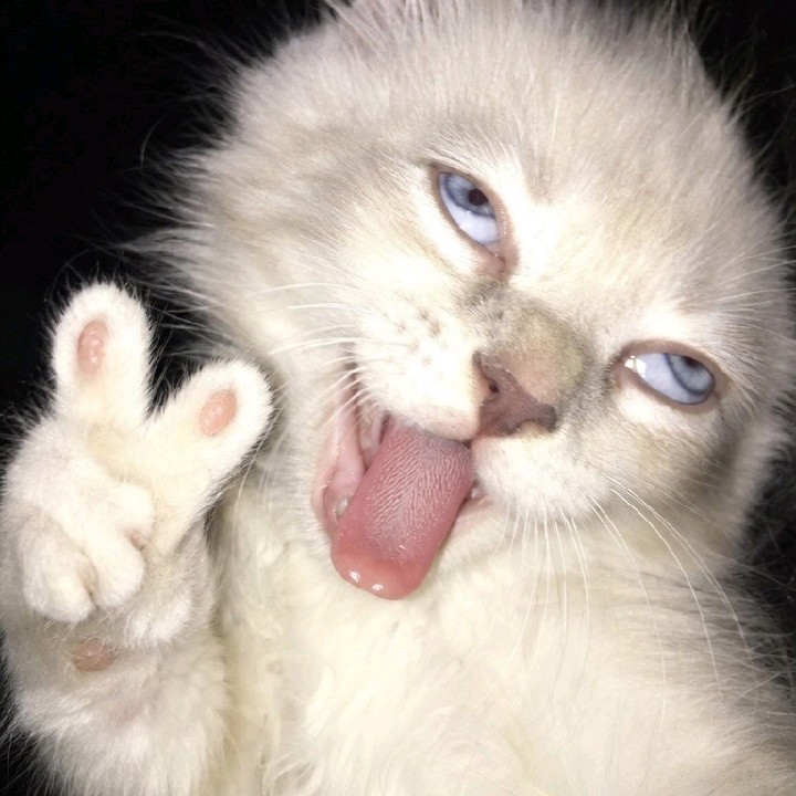 𝘼𝙧𝙘𝙝𝙞𝙚案彡