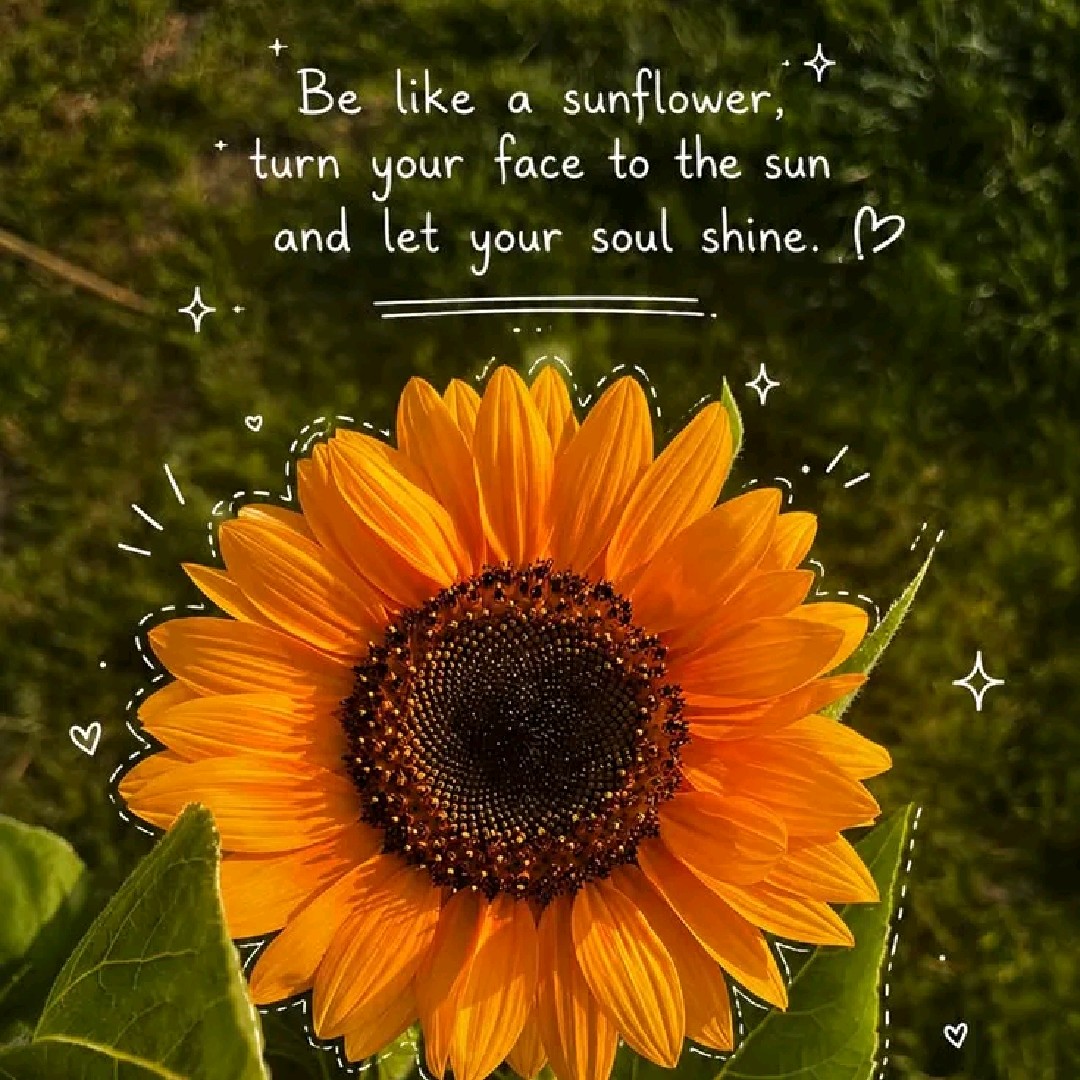 🌻Sunflower🌻