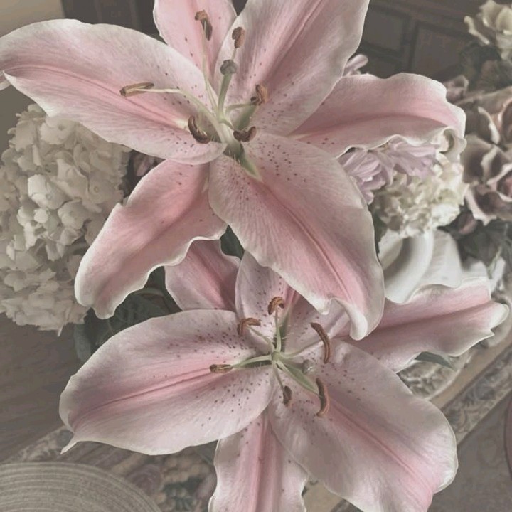 myrose [ER]