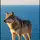 𝕭𝖔𝖟𝖐𝖚𝖗𝖙🐺🇹🇷