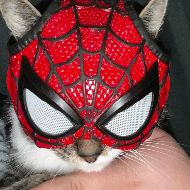 Kat