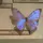 𝓘𝓽𝓼.𝓮𝓵𝓵 🕊