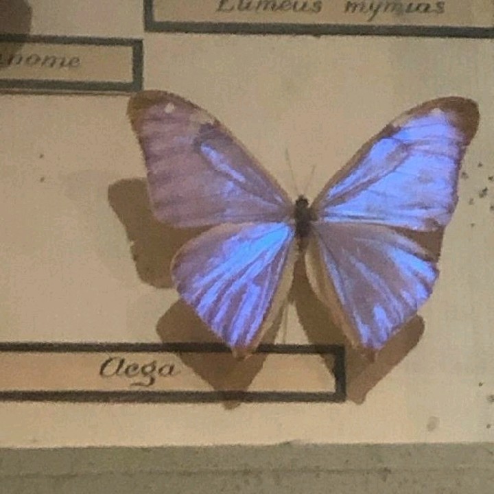𝓘𝓽𝓼.𝓮𝓵𝓵 🕊