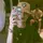 Justine Punay