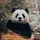 Panda Priya Priya