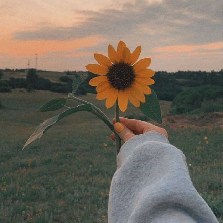 sunflow