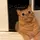 MIAW [LDR]
