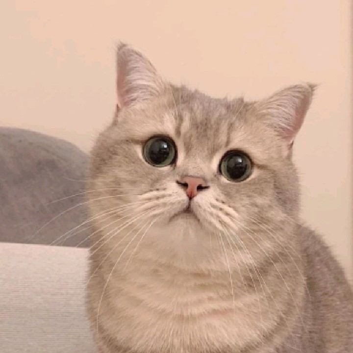 Shr 