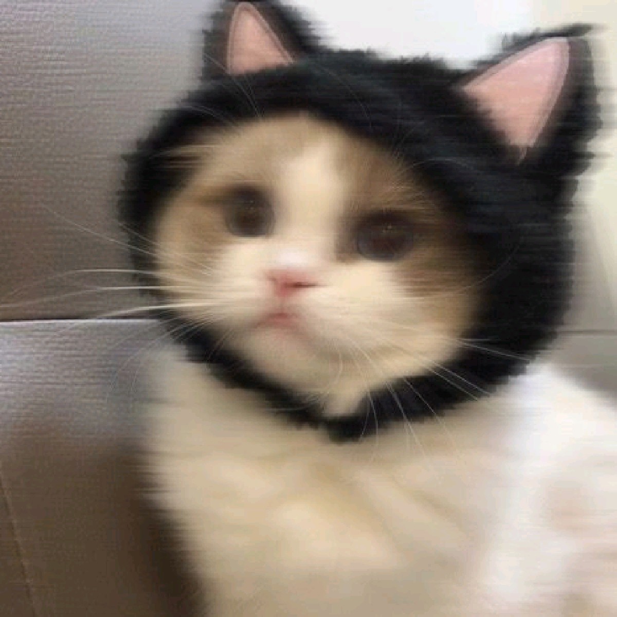 (Æ) shasha
