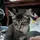 kiten