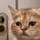 auliaa[AM]
