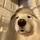 Akita Stirring