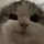 Cat [LDR]