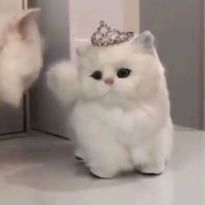 Luckycat🍀