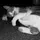 racoon241