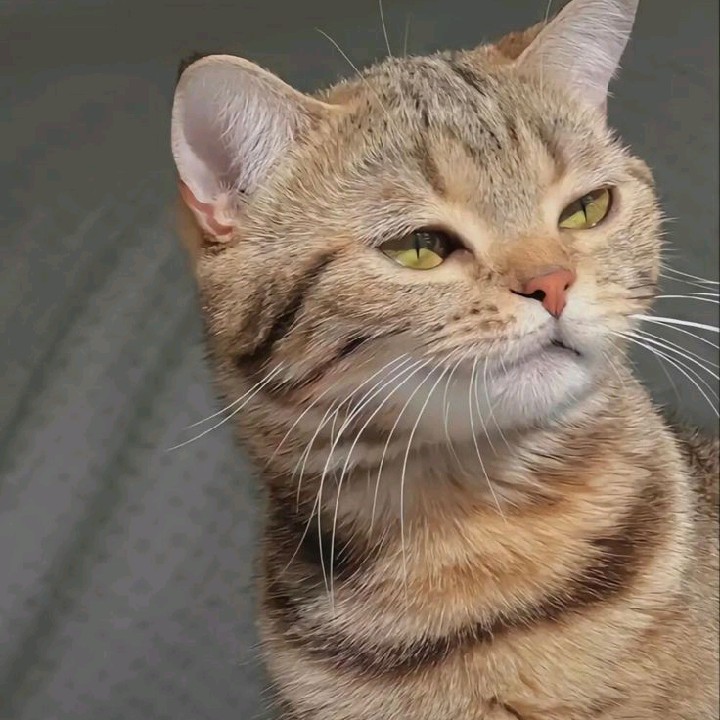 𝐘𝐮𝐮😼