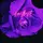 Amythyst Gem 