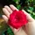 77SoulofRoses