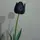 moon_
