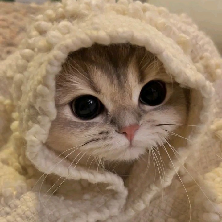 kleoo