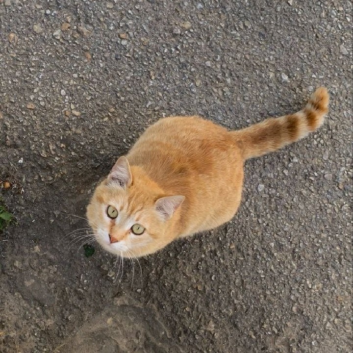 ZUZU[LDR]