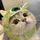 chimmy