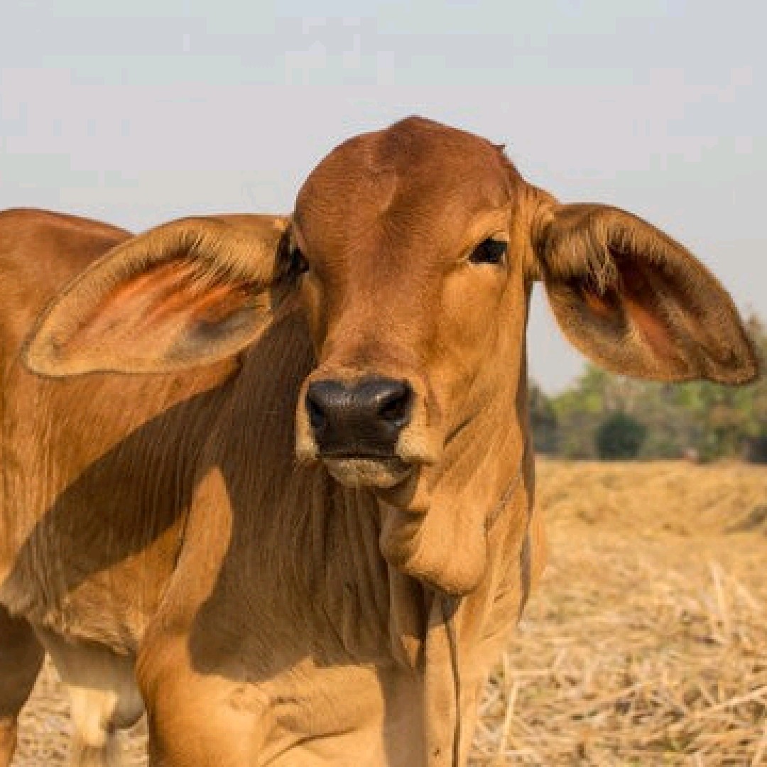 Zkfarming 
