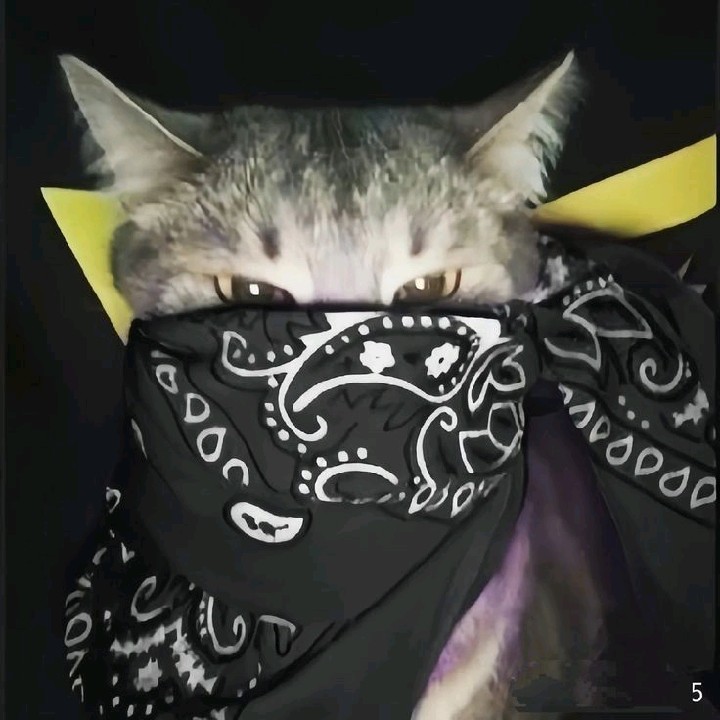 𝐚𝐥𝐨𝐲𝐲[𝐋𝐃𝐑]