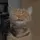 Lirik_CapCut🔥