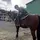 fan des chevaux 