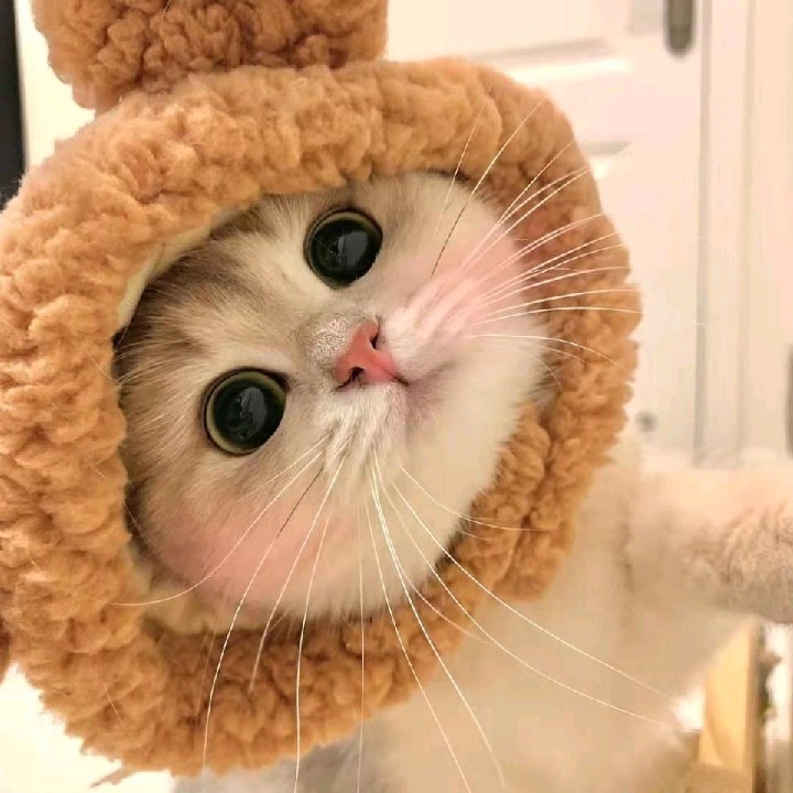 im cat😺