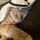 Kucing Arab