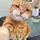 Editor Kucing [INA]